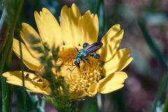 Oedemera nobilis