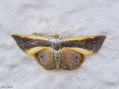Opisthoxia