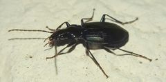 Limodromus