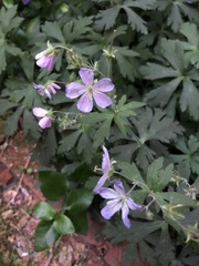 Geranium maculatum