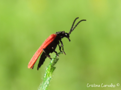 Benibotarus alternatus