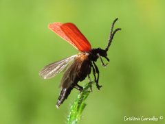 Benibotarus alternatus