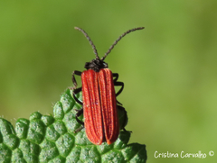 Benibotarus alternatus