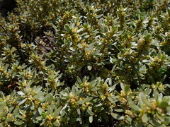Thymelaea tartonraira
