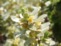 Thymelaea tartonraira
