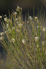 Baccharis spartioides