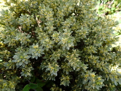 Thymelaea tartonraira