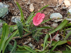 Echium montenielluense