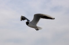 Chroicocephalus ridibundus