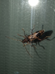 Phoracantha synonyma