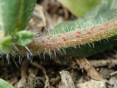 Echium montenielluense