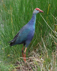 Porphyrio poliocephalus