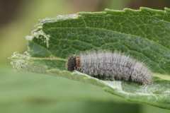 Muschampia