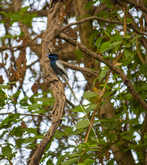 Terpsiphone viridis