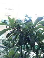 Eriobotrya