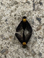 Chrysopilus davisi