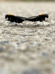 Chrysopilus davisi