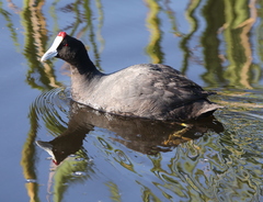Fulica cristata