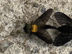 Chrysopilus davisi