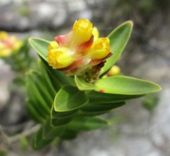 Penaea cneorum cneorum