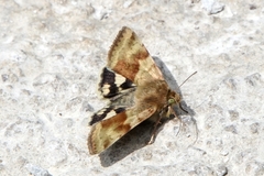 Heliothis maritima