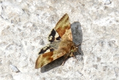 Heliothis maritima