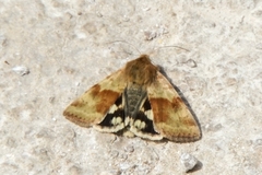 Heliothis maritima