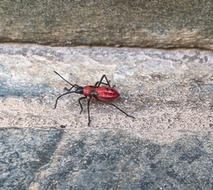 Heteroptera