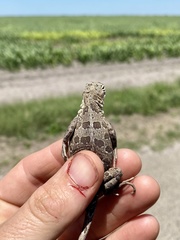 Holbrookia subcaudalis