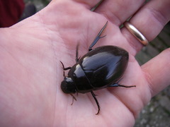 Hydrophilus piceus
