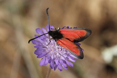 Zygaena rubicundus