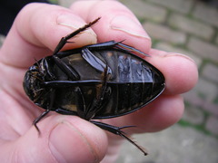 Hydrophilus piceus