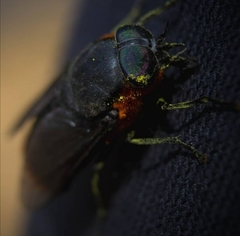Osca lata