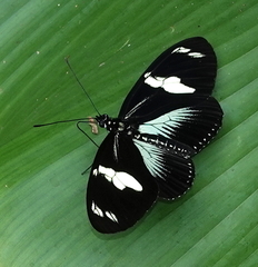 Heliconius doris doris