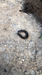 Cylindroiulus caeruleocinctus