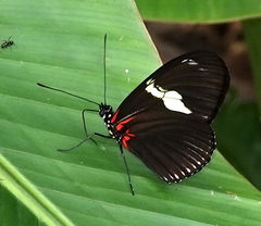 Heliconius doris doris
