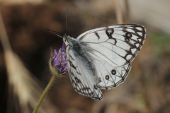 Melanargia arge