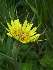 Tragopogon dubius