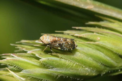Errastunus ocellaris