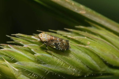 Errastunus ocellaris