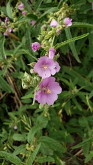 Sphaeralcea angustifolia