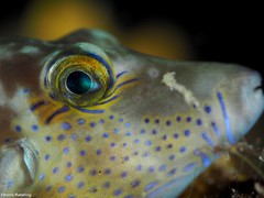 Canthigaster capistrata