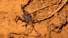 Pachylus quinamavidensis