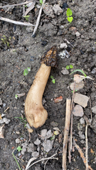 Morchella semilibera