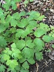Aquilegia canadensis