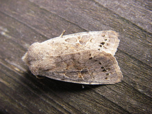Lead-coloured Drab