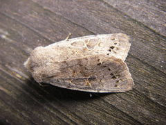 Orthosia populeti