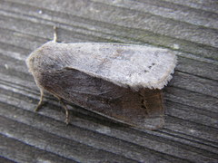 Orthosia populeti
