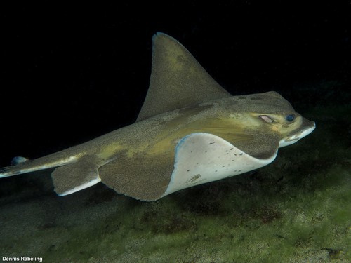 Common Eagle Ray, photo 2 of 10