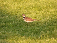 Charadrius vociferus